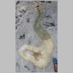 DSCN0889-cr-Making latexx mold of squiggle and metatarsal track Ballroom 2023.jpg